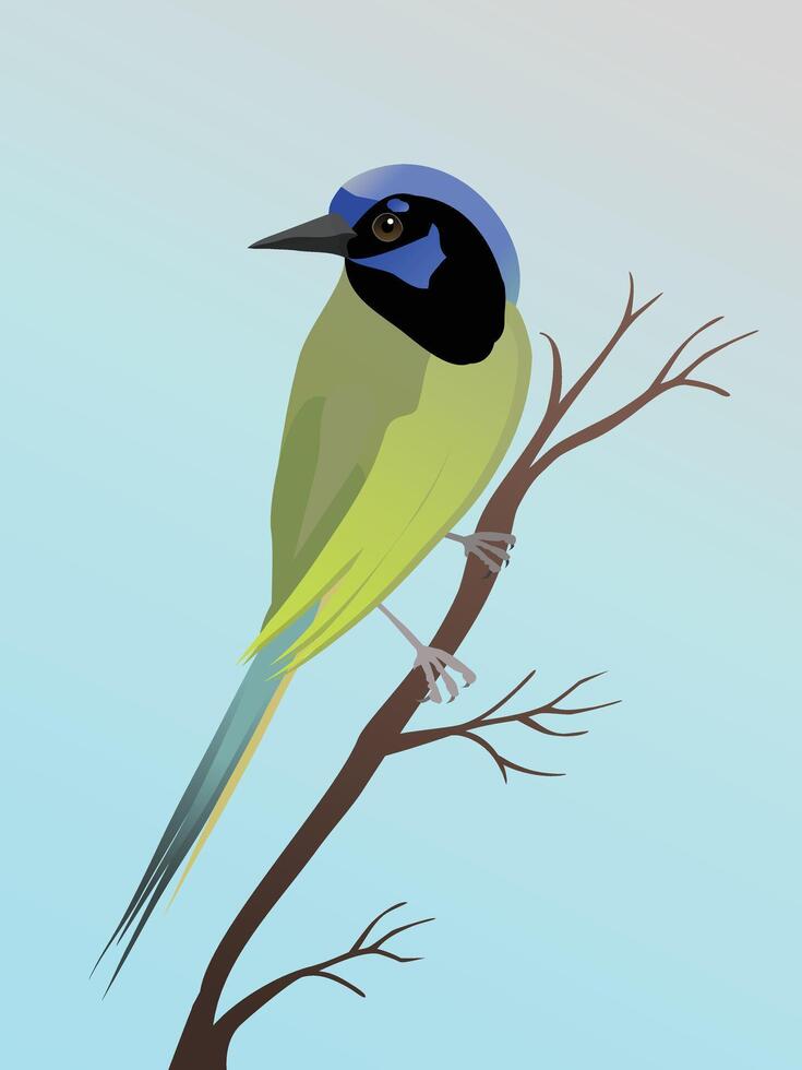 A digital illustration of a green jay. The bird is perched on a slanted branch and looks to the left. vector