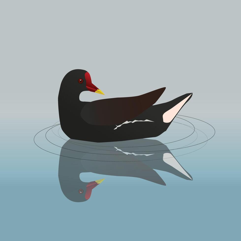 A digital illustration of a common moorhen swimming vector