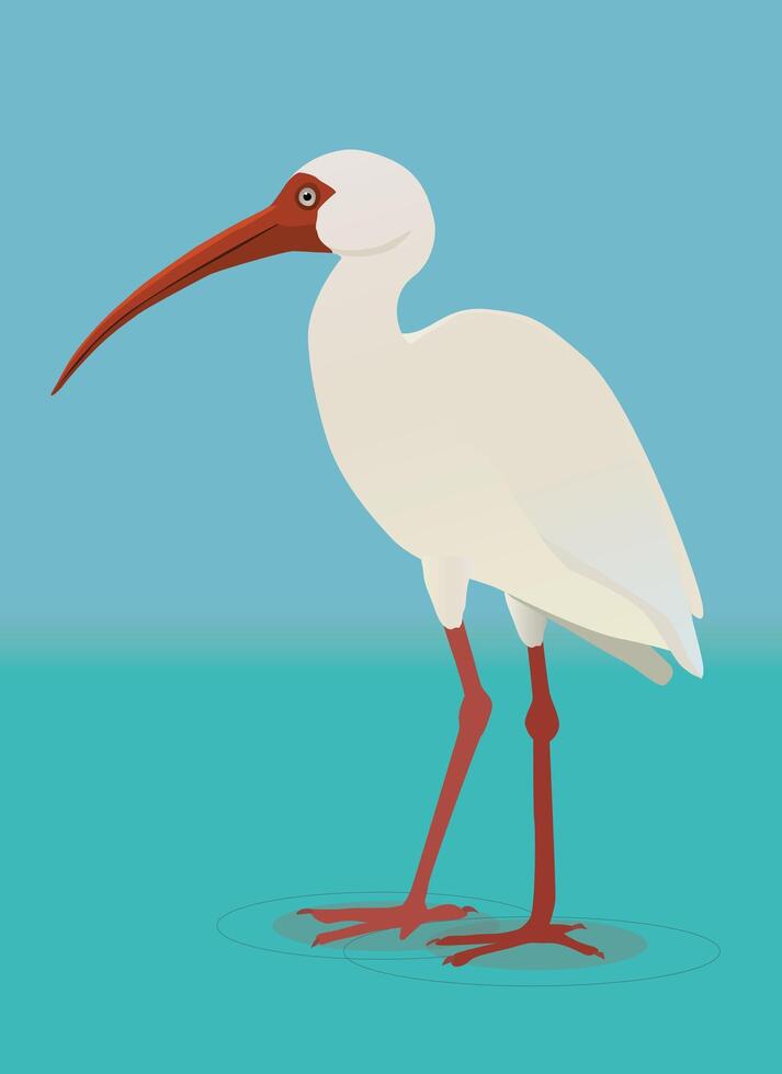 A digital illustration of an American white ibis wading. He is walking on a wet surface. vector