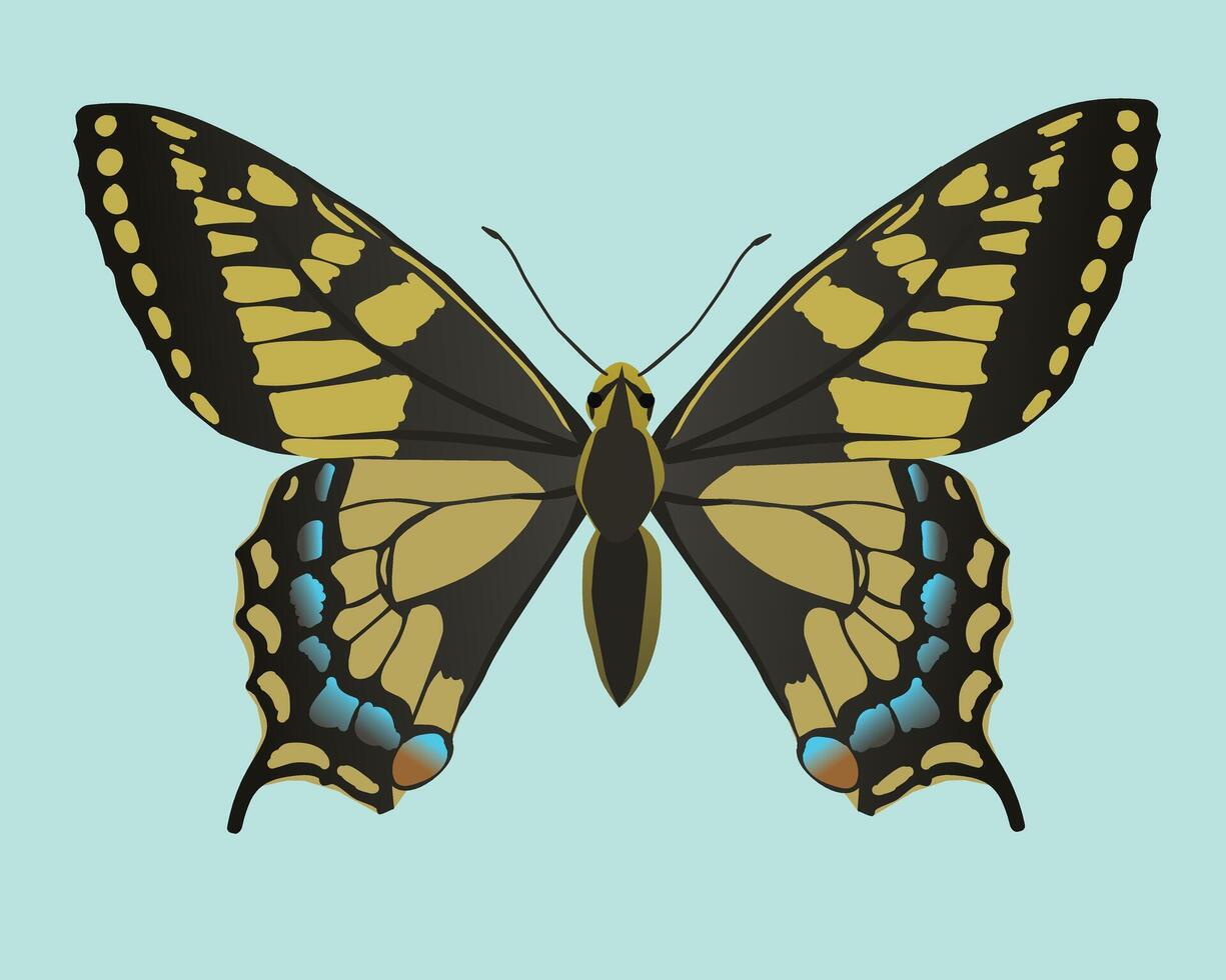 A common yellow swallowtail illustration. The butterfly is shown flat from above and is cut out on a light blue background. vector