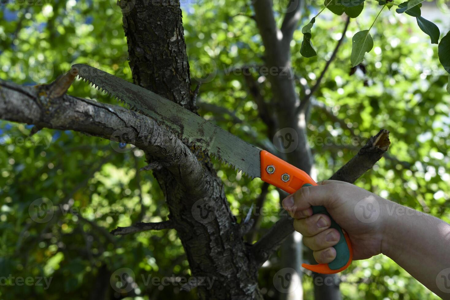Sawing branches in the garden. A worker's hand and a saw. Spring cutting of tree branches. photo