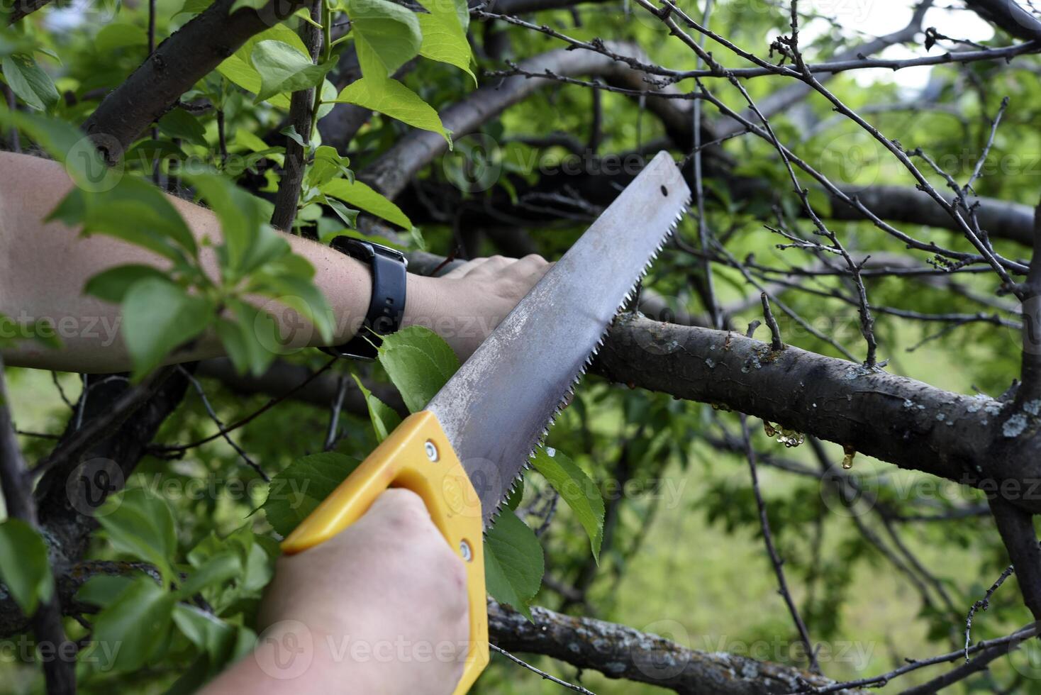 Sawing branches in the garden. A worker's hand and a saw. Spring cutting of tree branches. photo