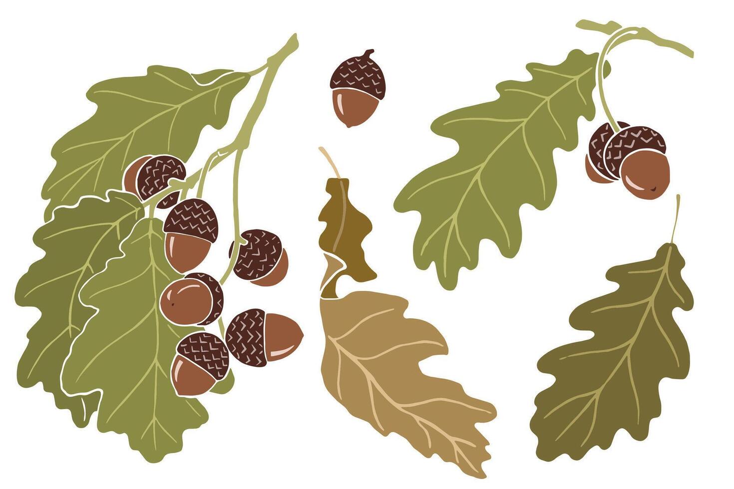 Oak. Set of acorns and oak leaves. vector
