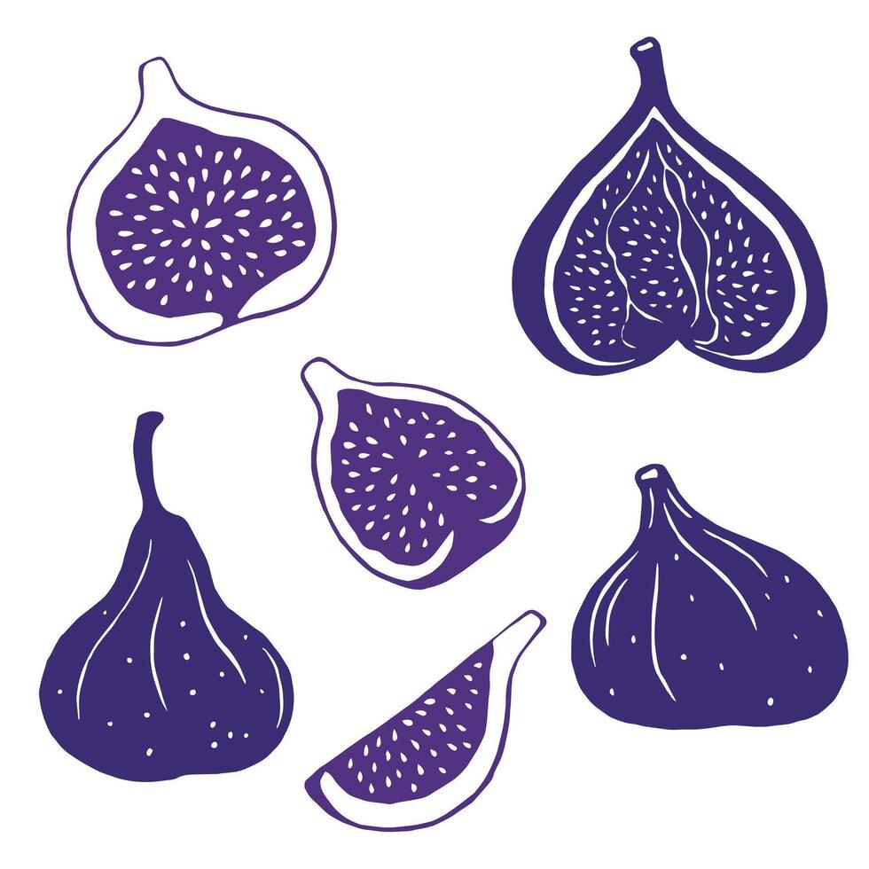 Set of illustrations of figs. Juicy fig fruits. Flat style. vector