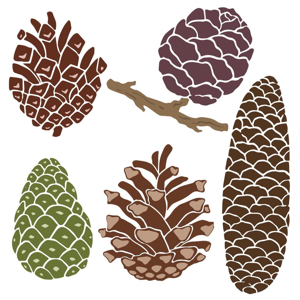 Set of illustrations of spruce cones and fir cones. vector