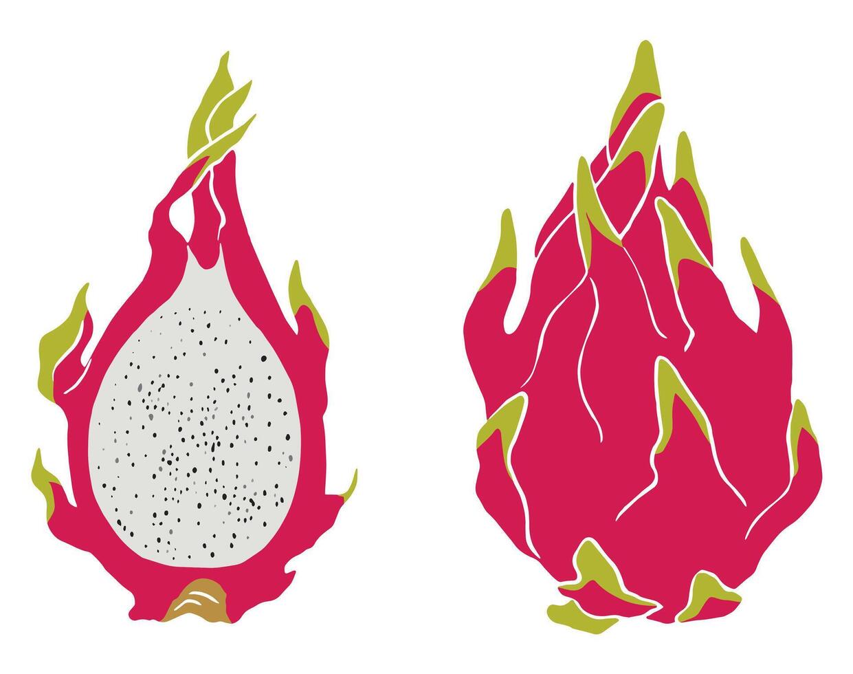 Set of half and whole dragon fruits. vector