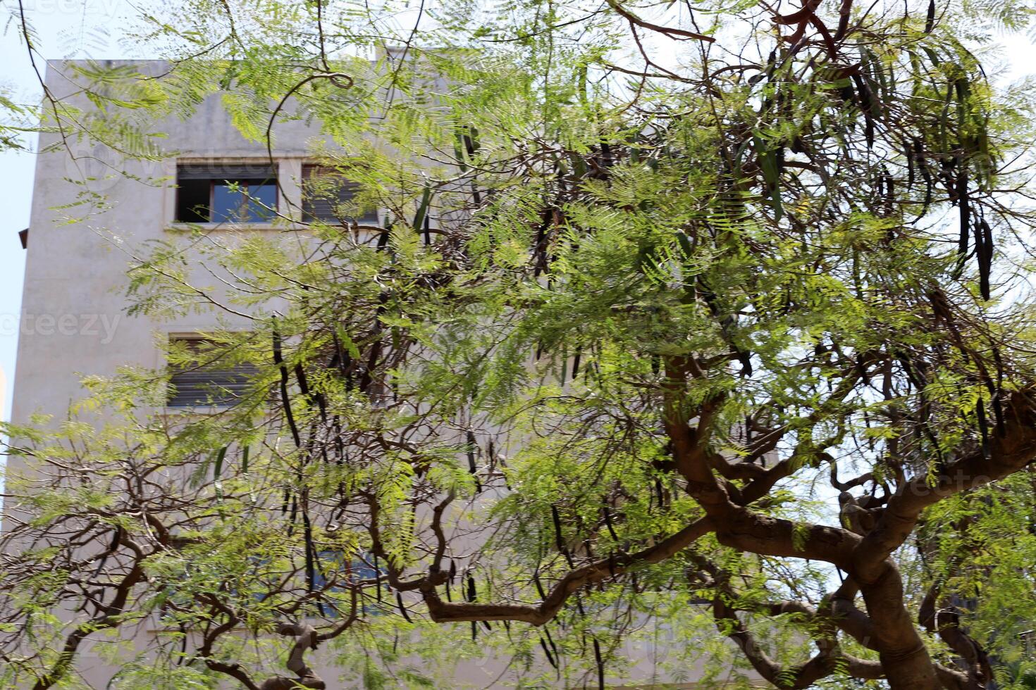 A building in the city through the crown of a tall tree on a city street. photo