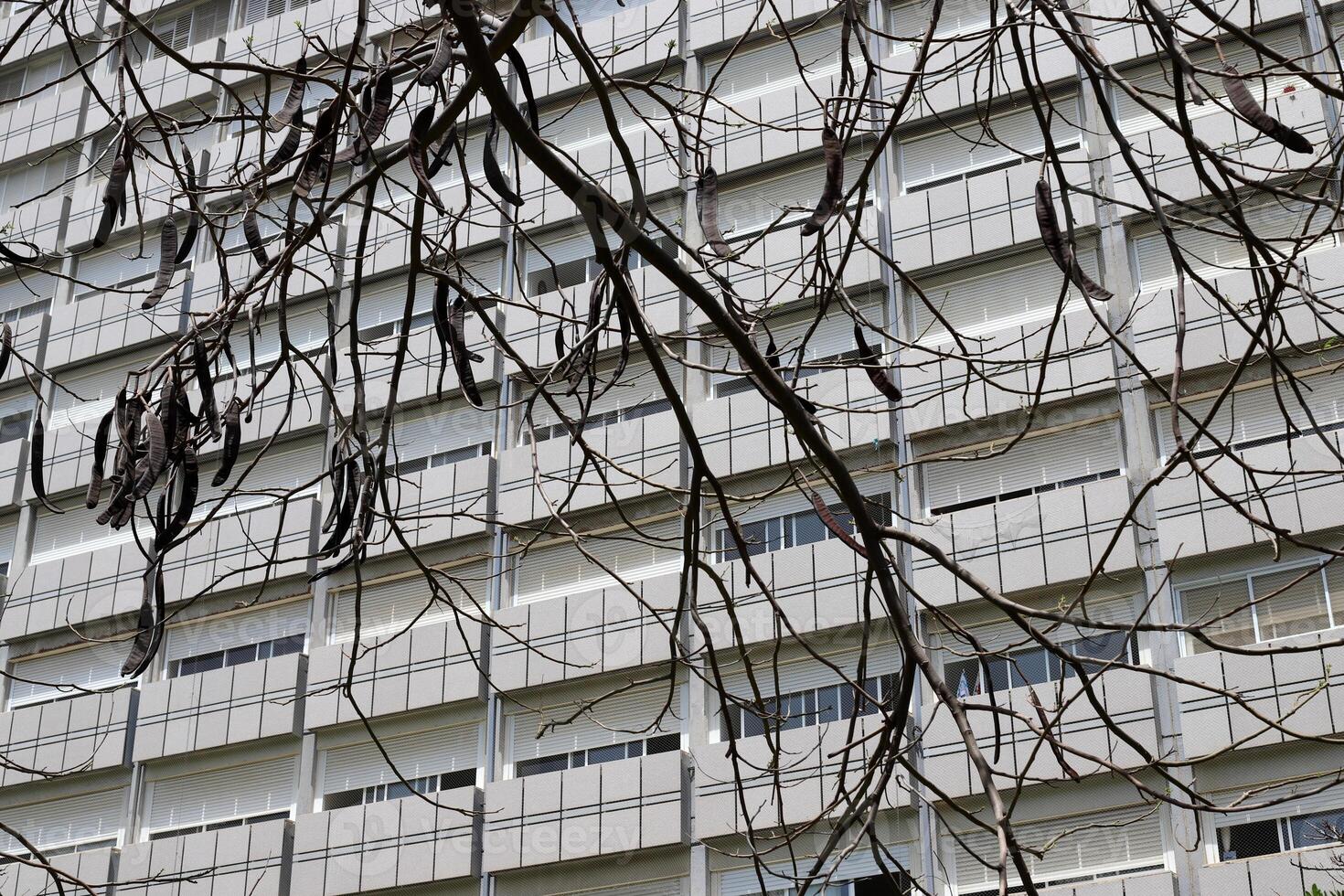A building in the city through the crown of a tall tree on a city street. photo