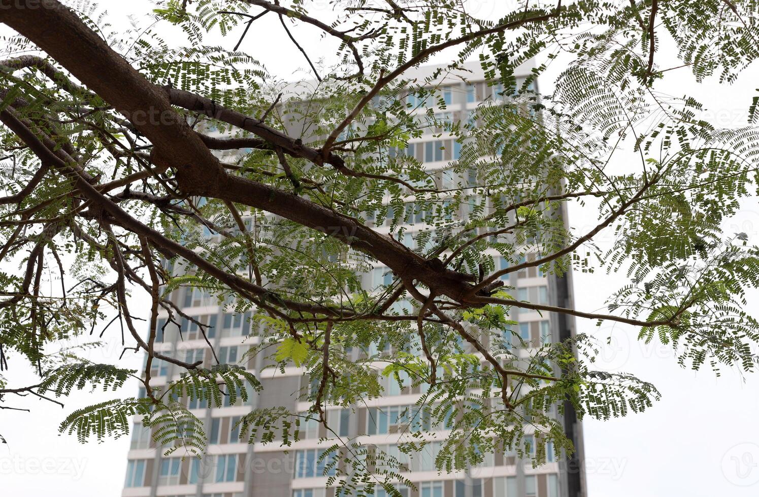 A building in the city through the crown of a tall tree on a city street. photo