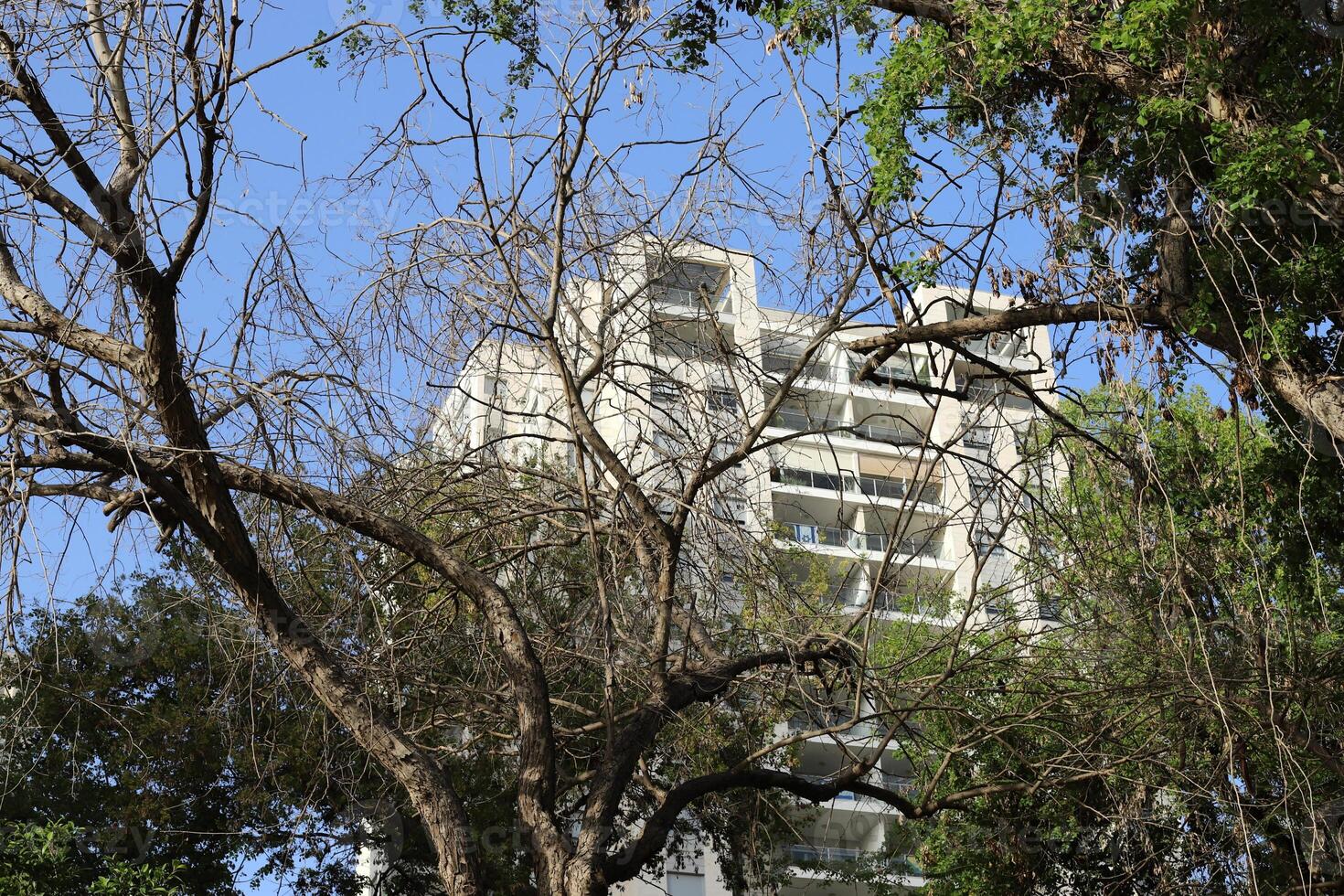A building in the city through the crown of a tall tree on a city street. photo
