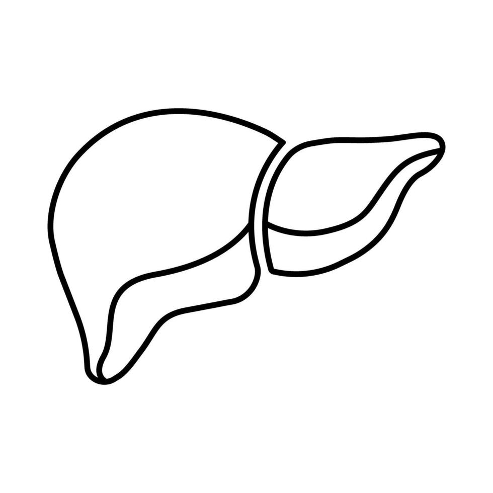 Liver Outline Style Icon On White Background Illustration vector