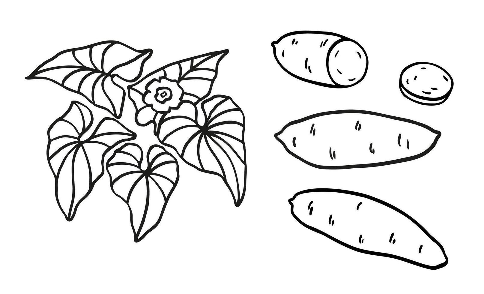Sweet potato plant hand drawn sketch with tuber, yam, leaf, flower. Black and white illustration on isolated background. Line art food graphic. Design Elements for label, card, sticker, menu vector