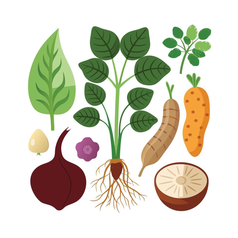 Hand drawn design botanical elements collection vector