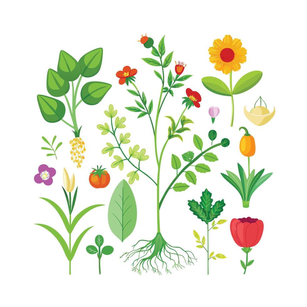 Hand drawn design botanical elements collection vector