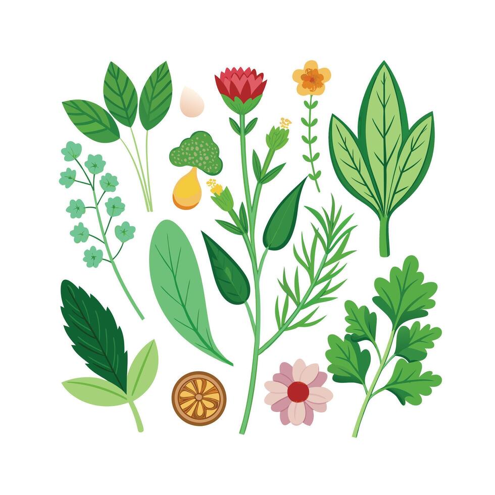 Hand drawn design botanical elements collection vector