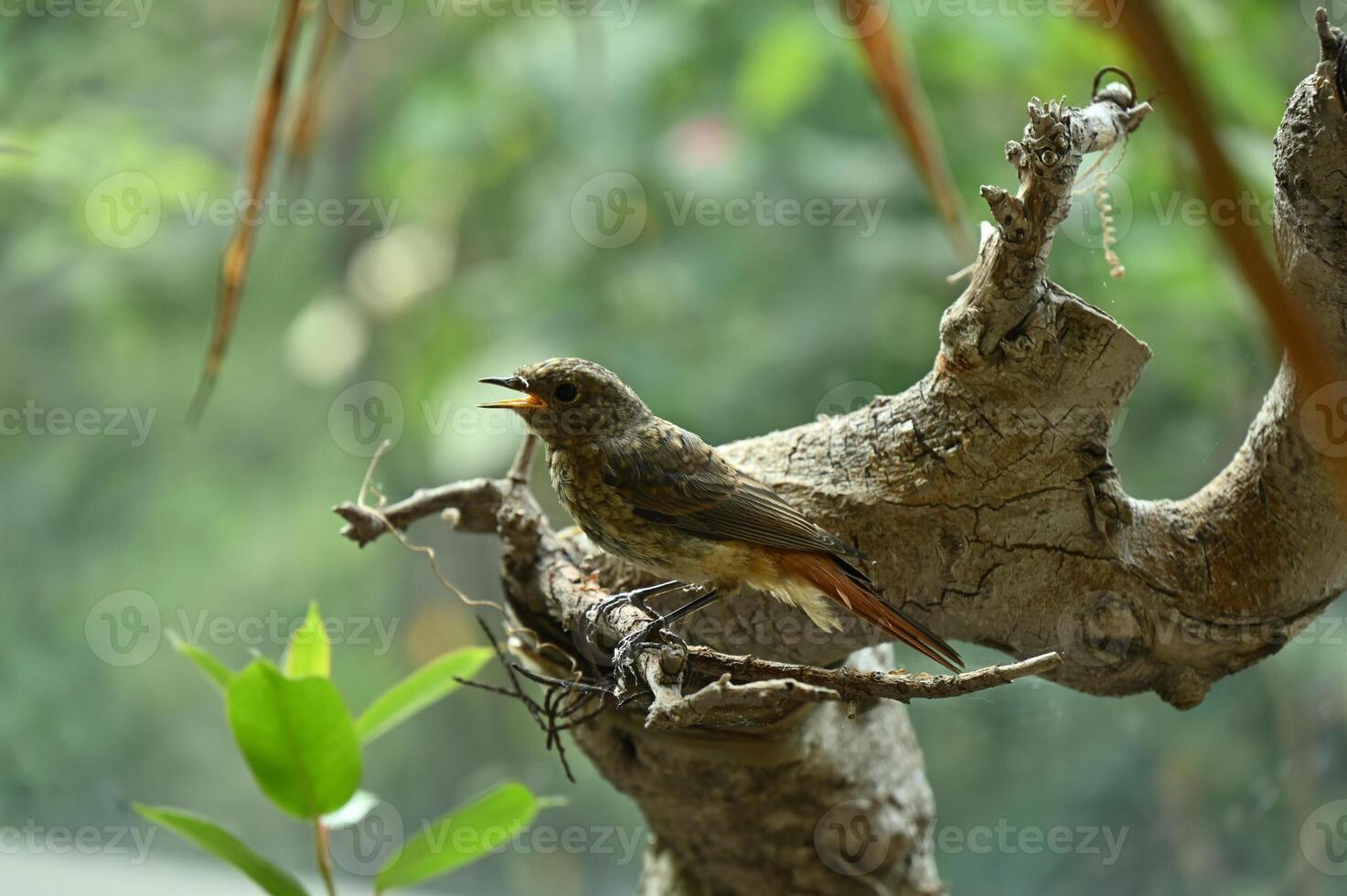a bird sitting on a branch with leaves in the background photo