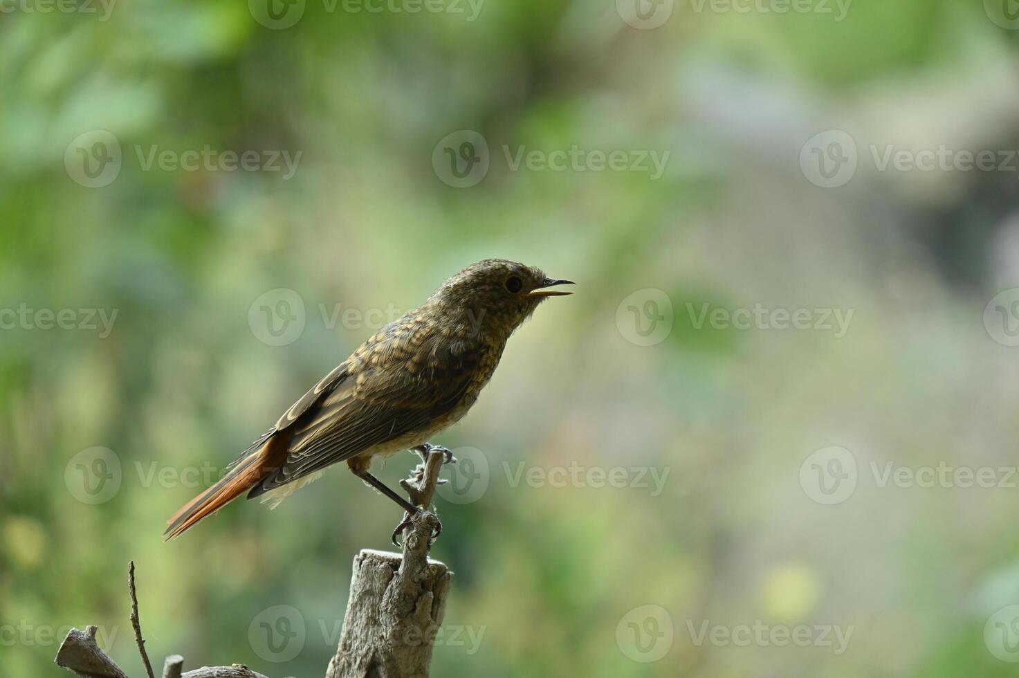 a small bird is perched on a branch photo