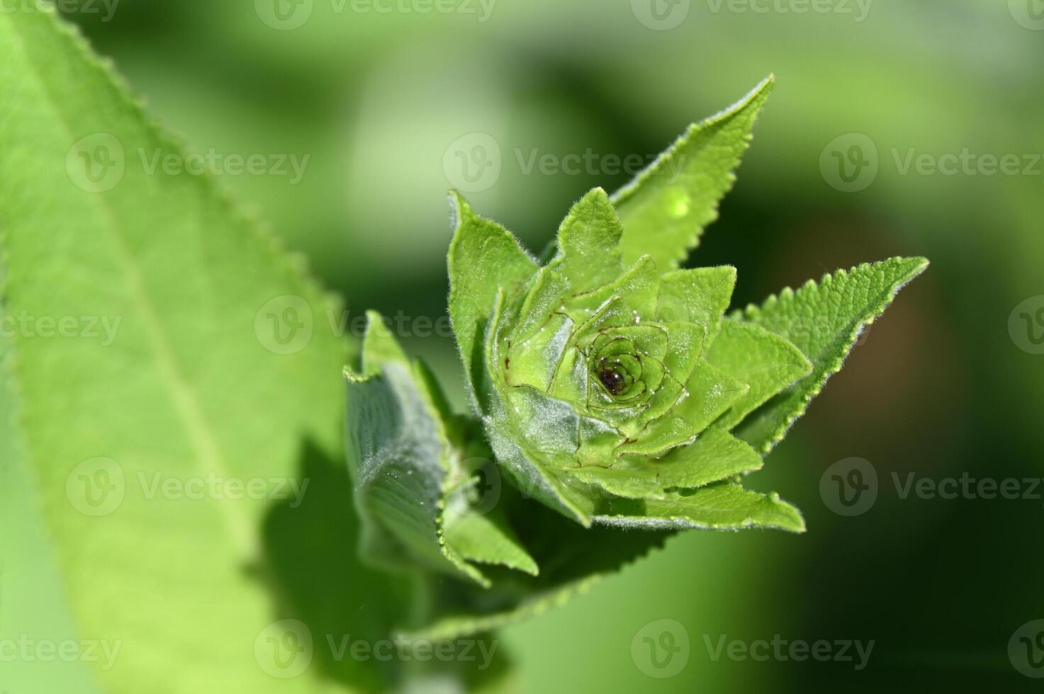 a close up of a green plant with a flower photo