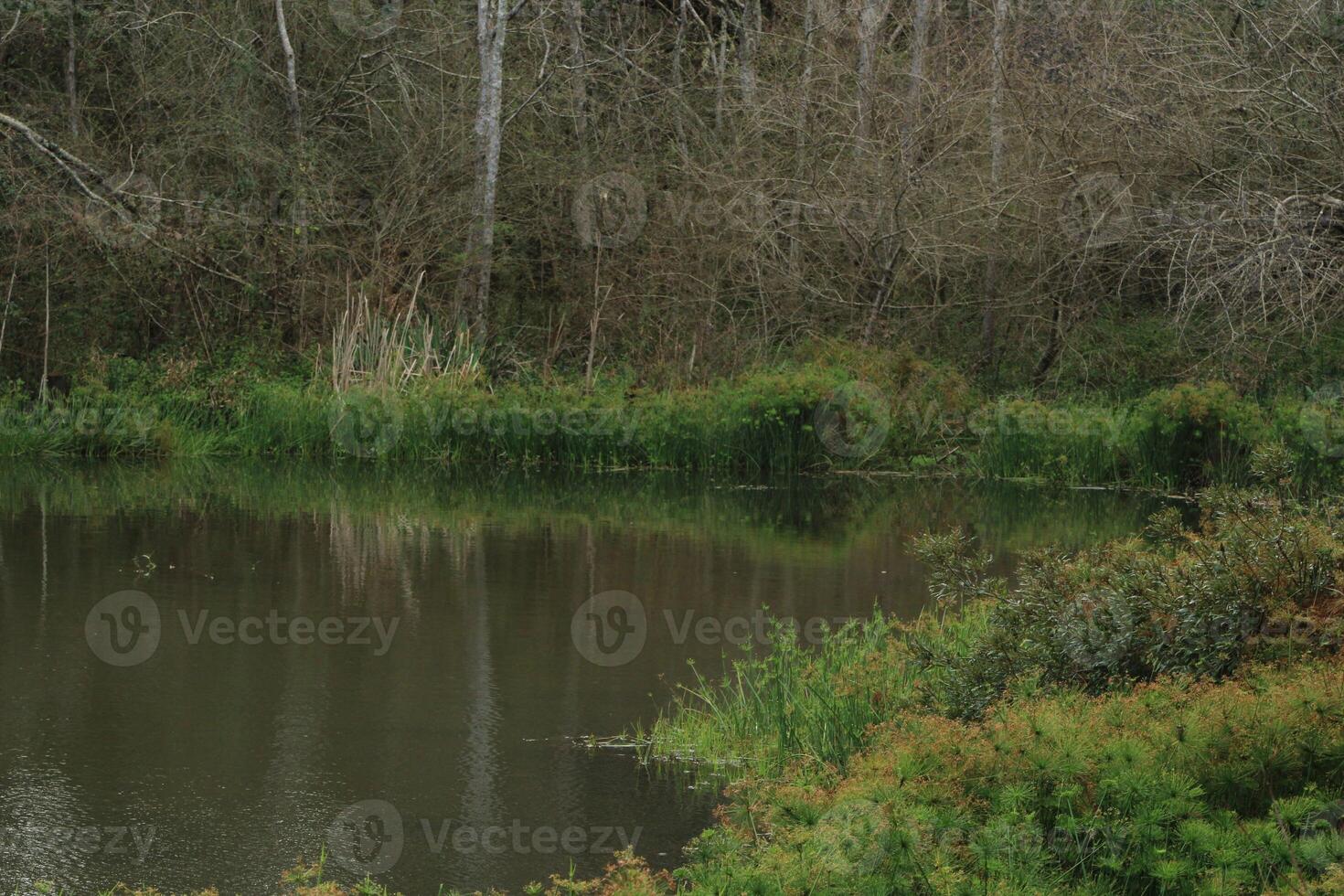 Landscape Around A Small Pond In Jones Swamp Wetlands Preserve Pensacola Florida photo