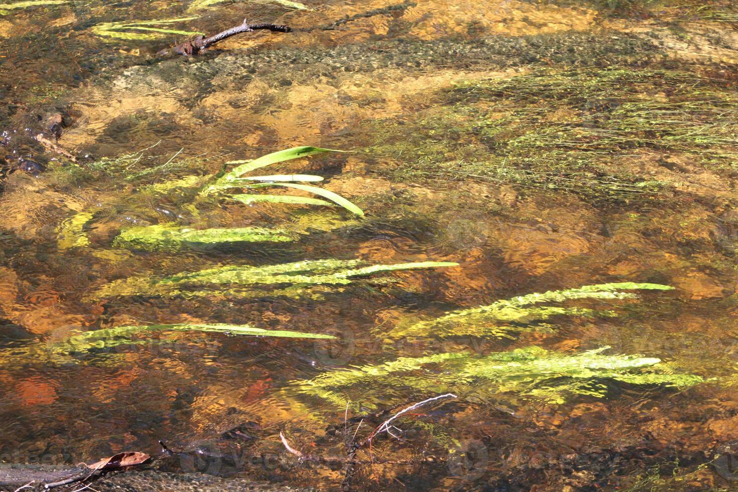 Landscape Around The Jones Swamp Wetland Reserve photo