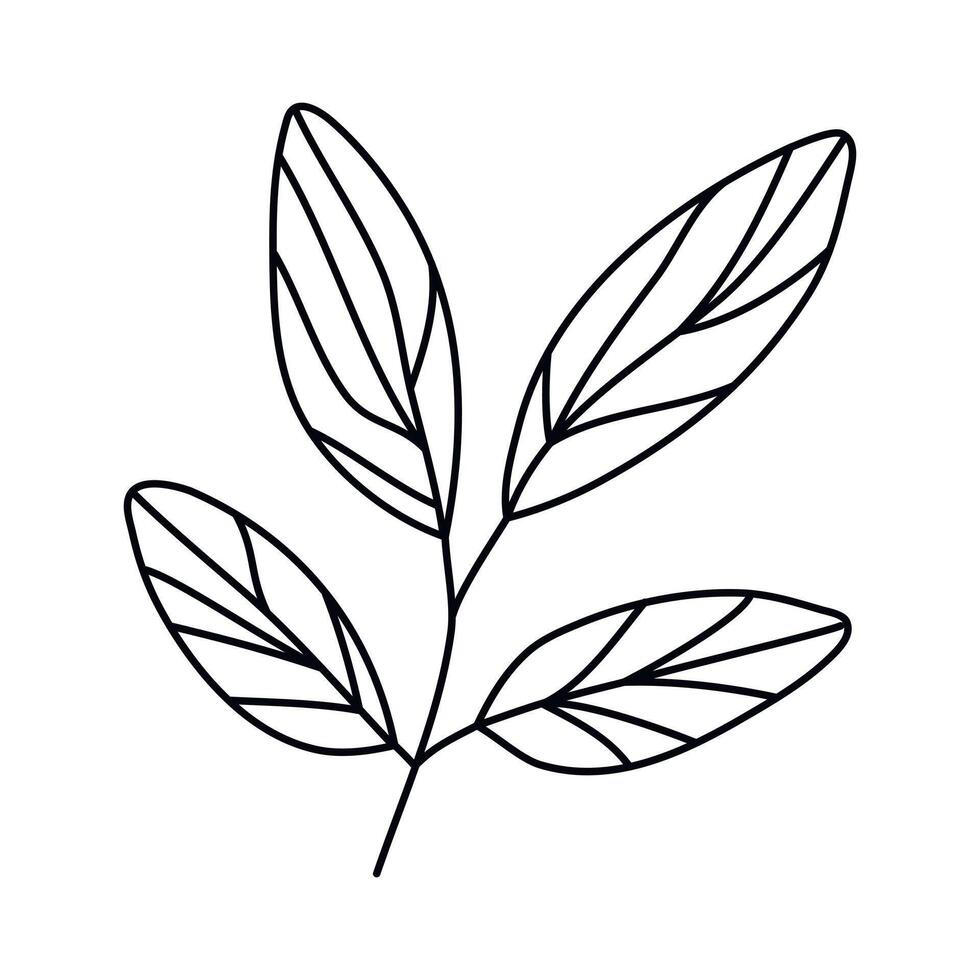 Hand drawn sketch leaf isolated on white background vector