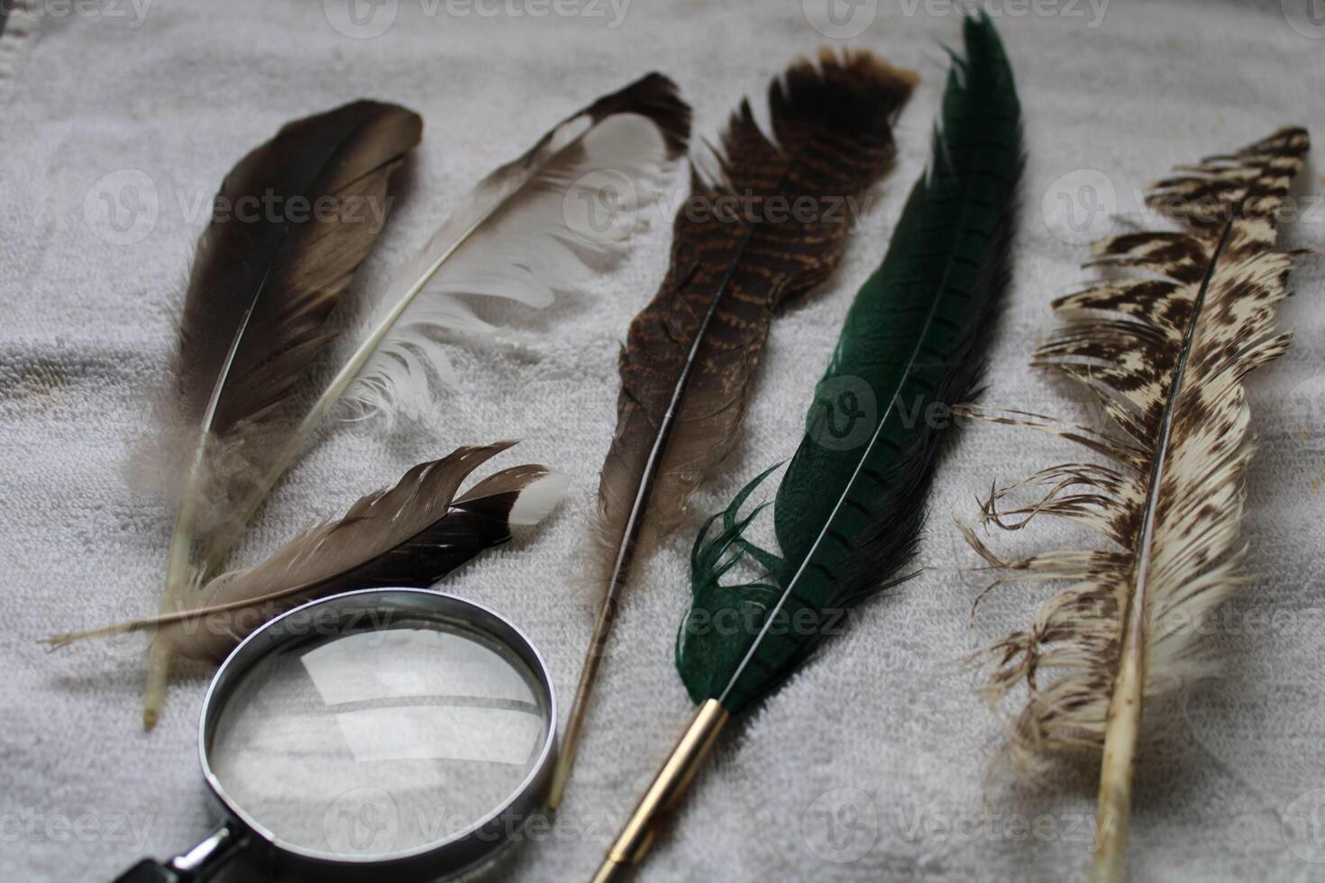 Different Kinds Of Feathers Layed Out With A Magnifying Glass And A White Background photo