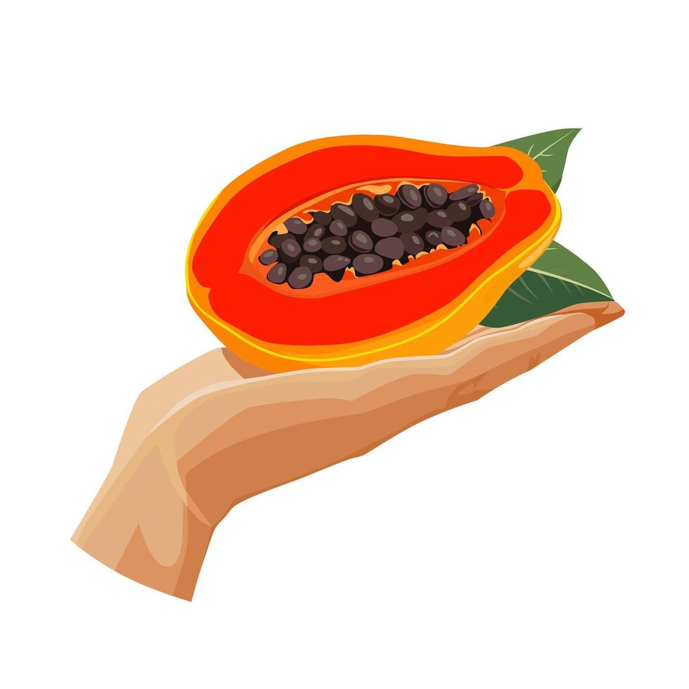 Freshly and healthy red papaya in the palm of the hand isolated on white background. illustration in flat style with tropical fruit. Clipart for card, banner, flyer, poster design vector