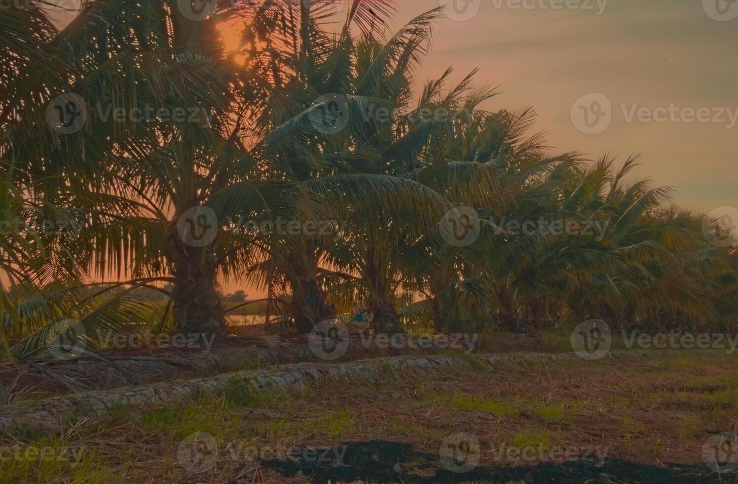 The sunset casts a golden hue over the scenic landscape, nestled within lush paddy fields, creating a picturesque setting that attracts tourists. photo