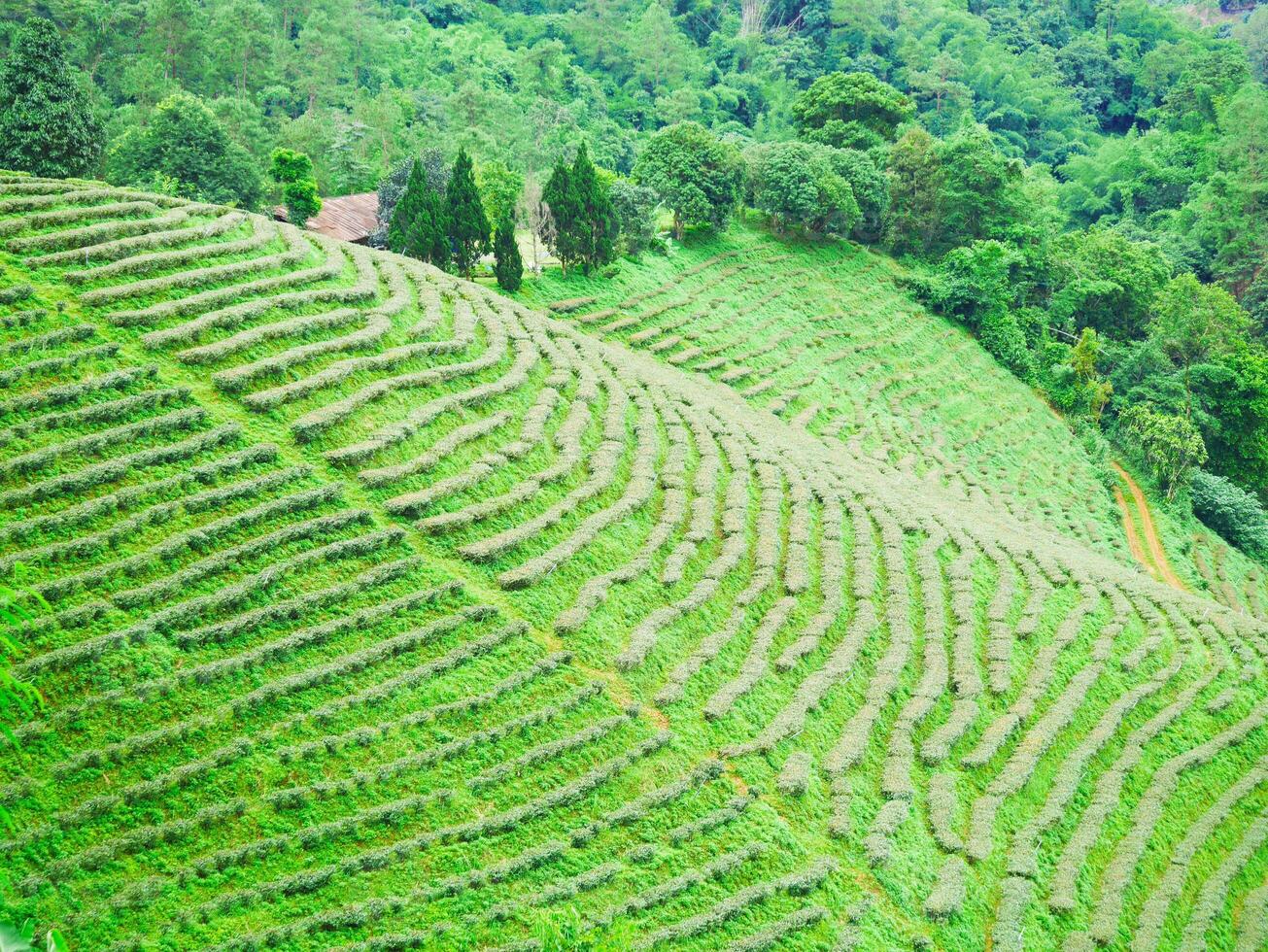 tea plantation, Tea Garden, green plantation on rolling hills, with tea bushes neatly arranged in rows, plantations in the hills photo