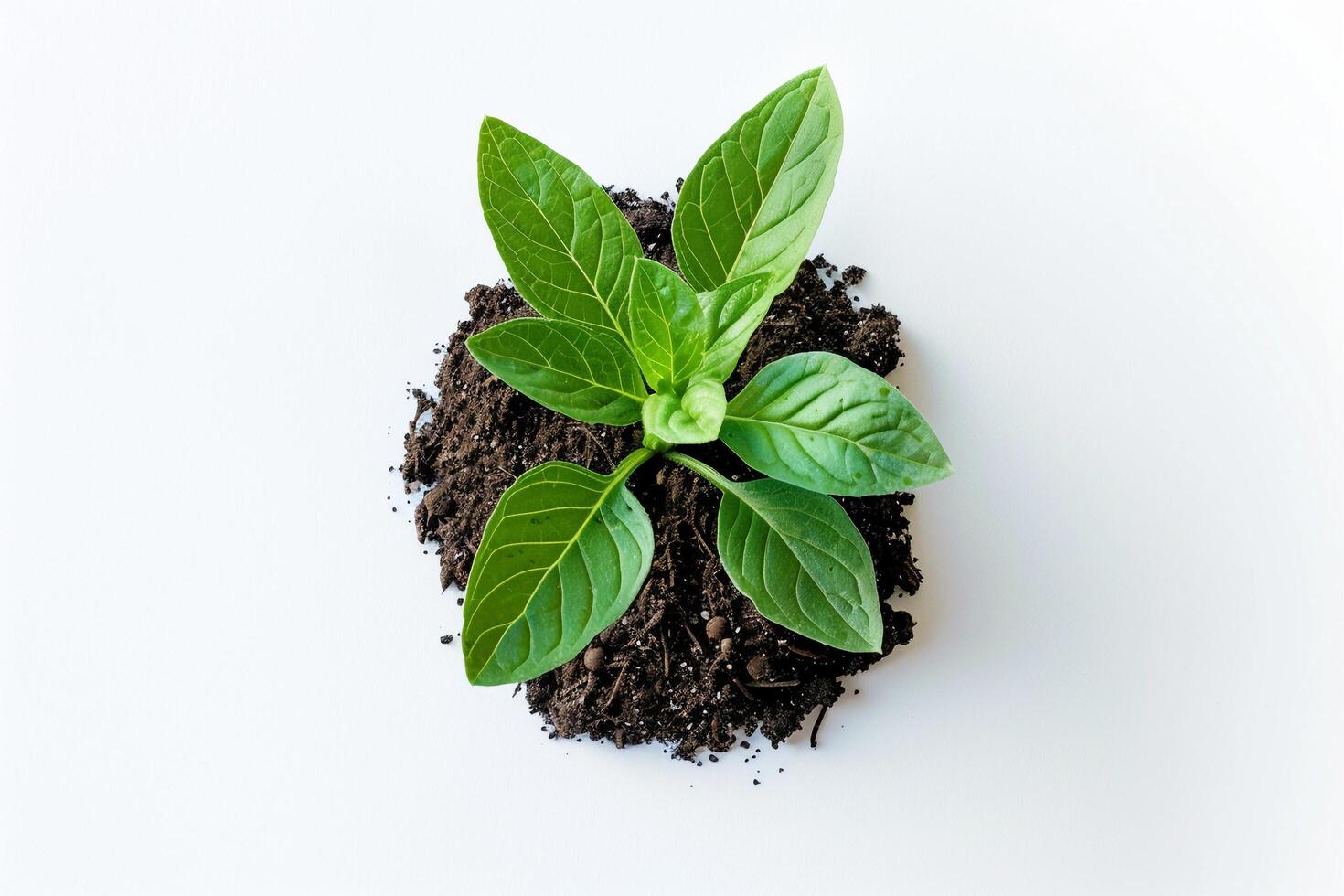 Young Green Plant in Fresh Soil. photo