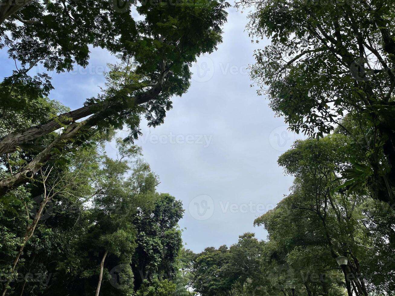 Tree foreground on the beach. Very beautiful natural panorama of summer park with sea that reflects surrounding trees and blue sky on bright sunny day. photo