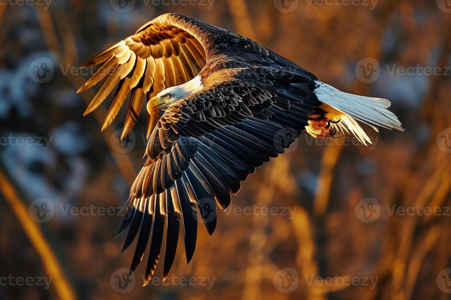Bald Eagle Bird flying in the forest photo