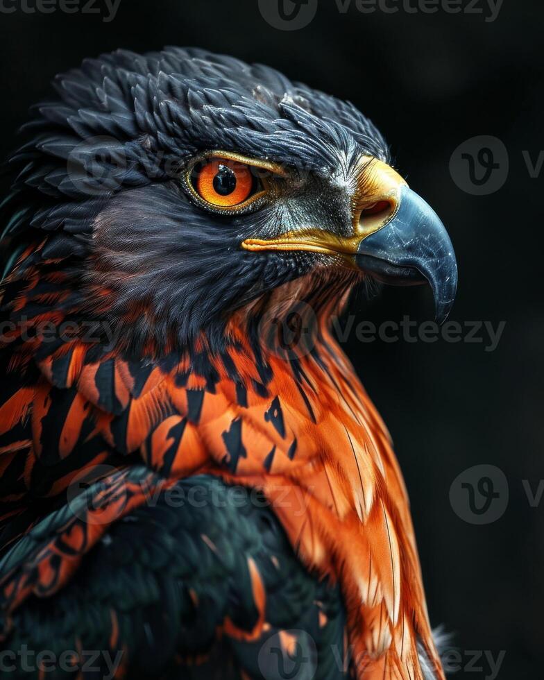 Serpent Eagle bird in studio isolated on black background photo