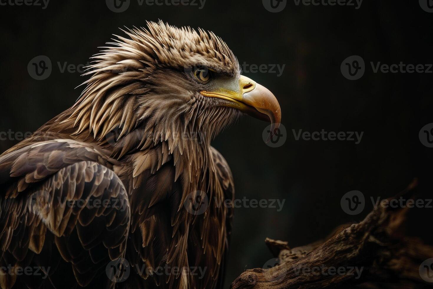 White tailed Eagle bird on the rooted in studio isolated on black background photo