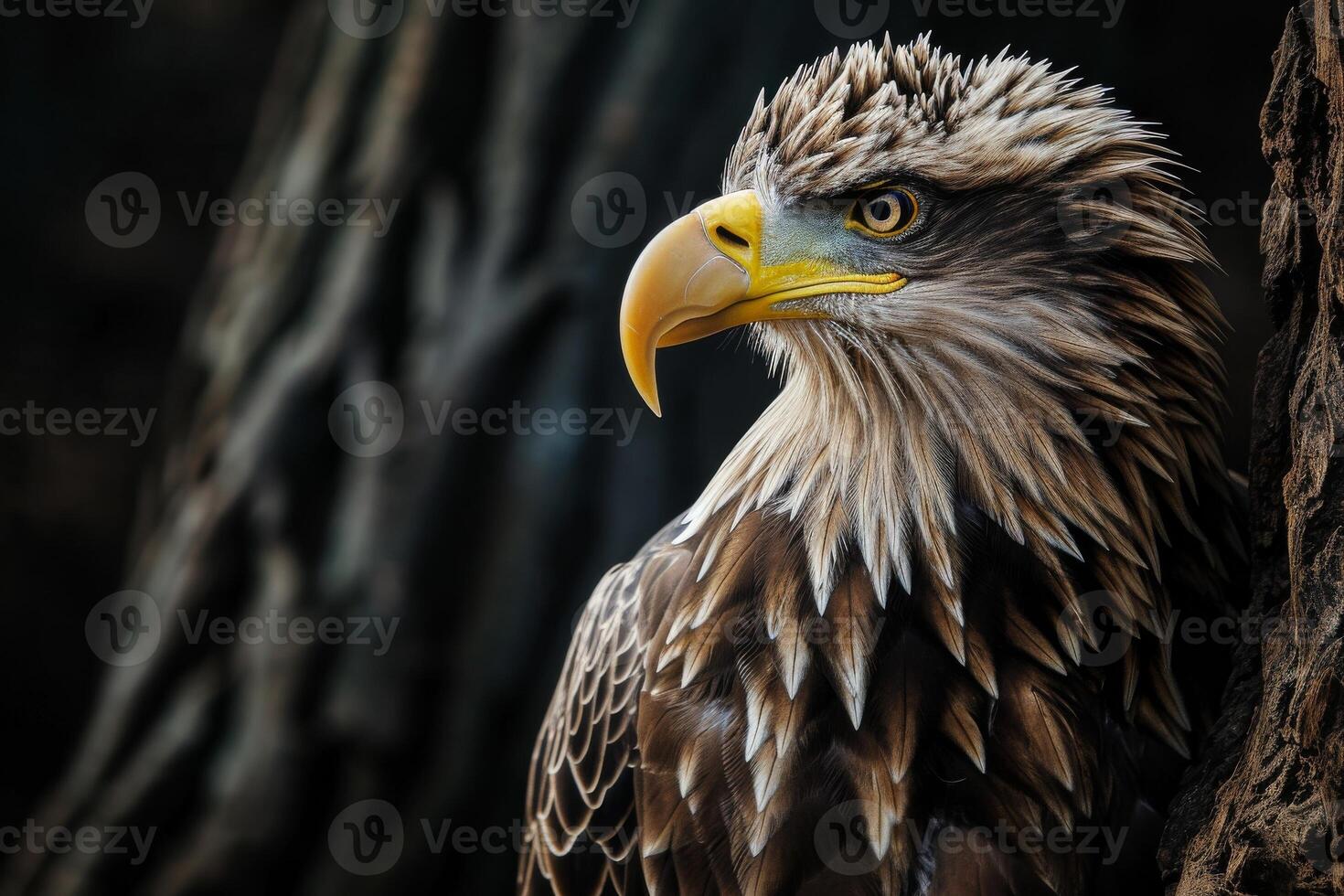 White tailed Eagle bird on the rooted in studio isolated on black background photo