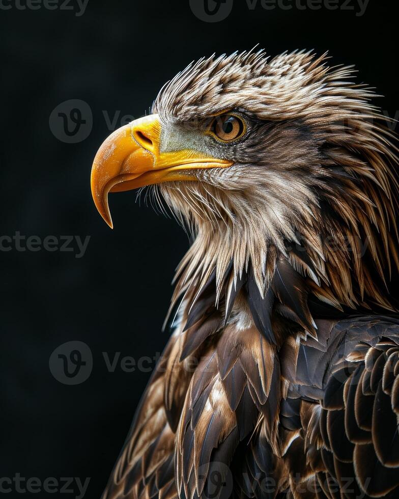 White tailed Eagle bird in studio isolated on black background photo