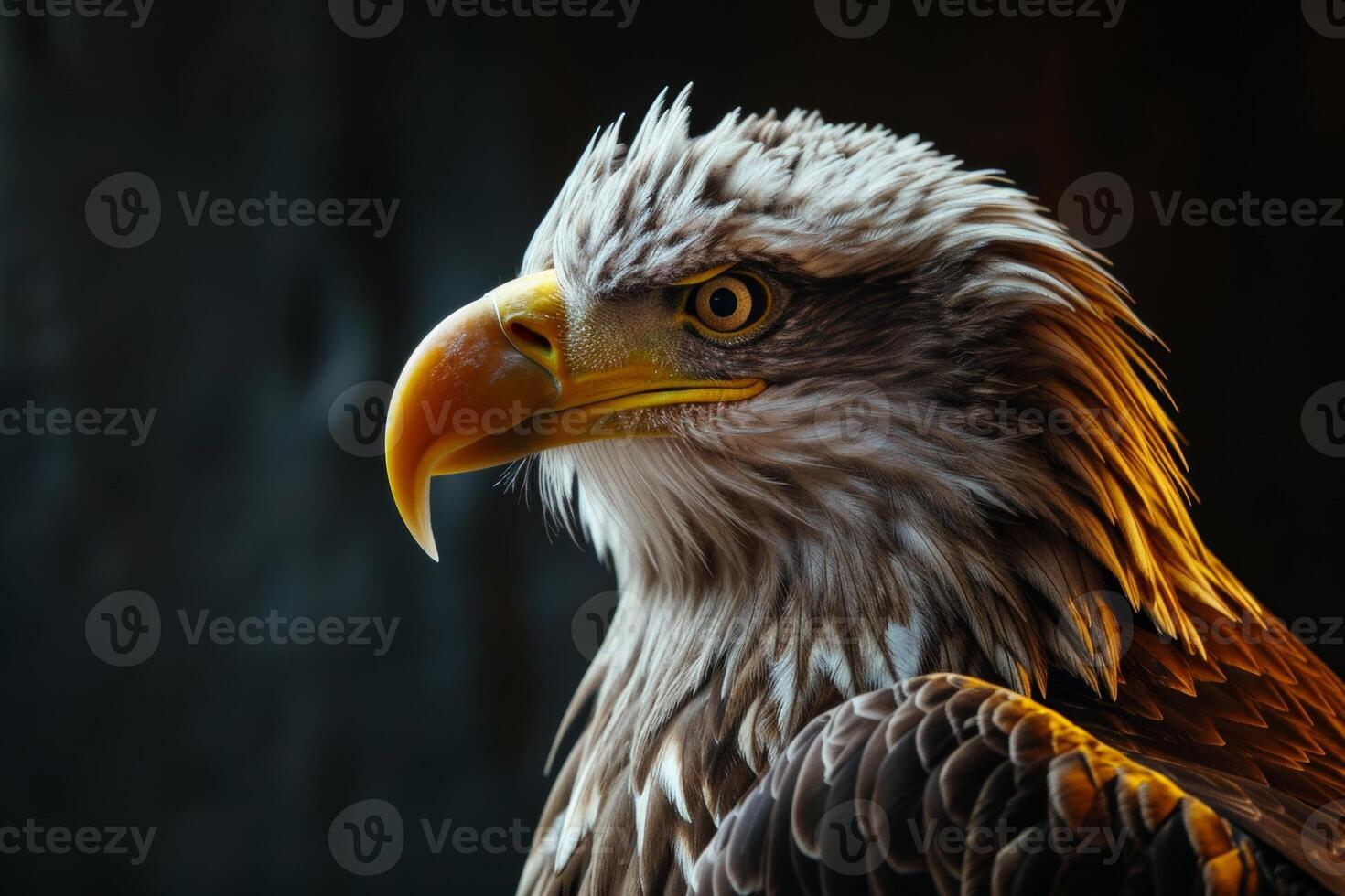 White tailed Eagle bird in studio isolated on black background photo
