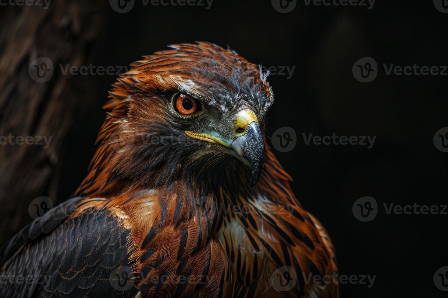 Eagle bird in studio isolated on black background photo