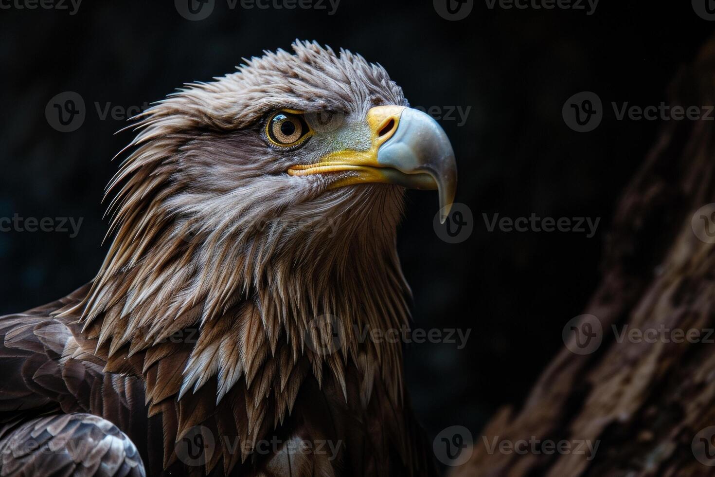 White tailed Eagle bird on the rooted in studio isolated on black background photo