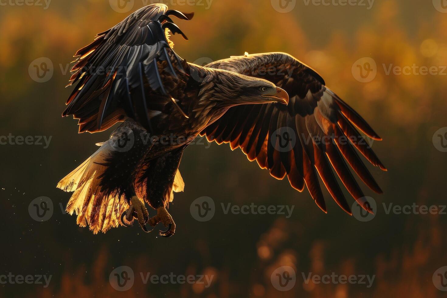 White Tailed Eagle bird flying in the forest photo