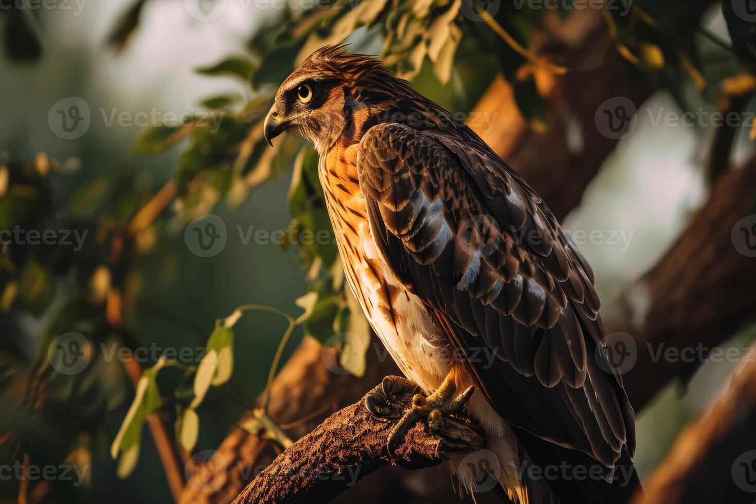 Short-toed snake Eagle bird in the forest photo