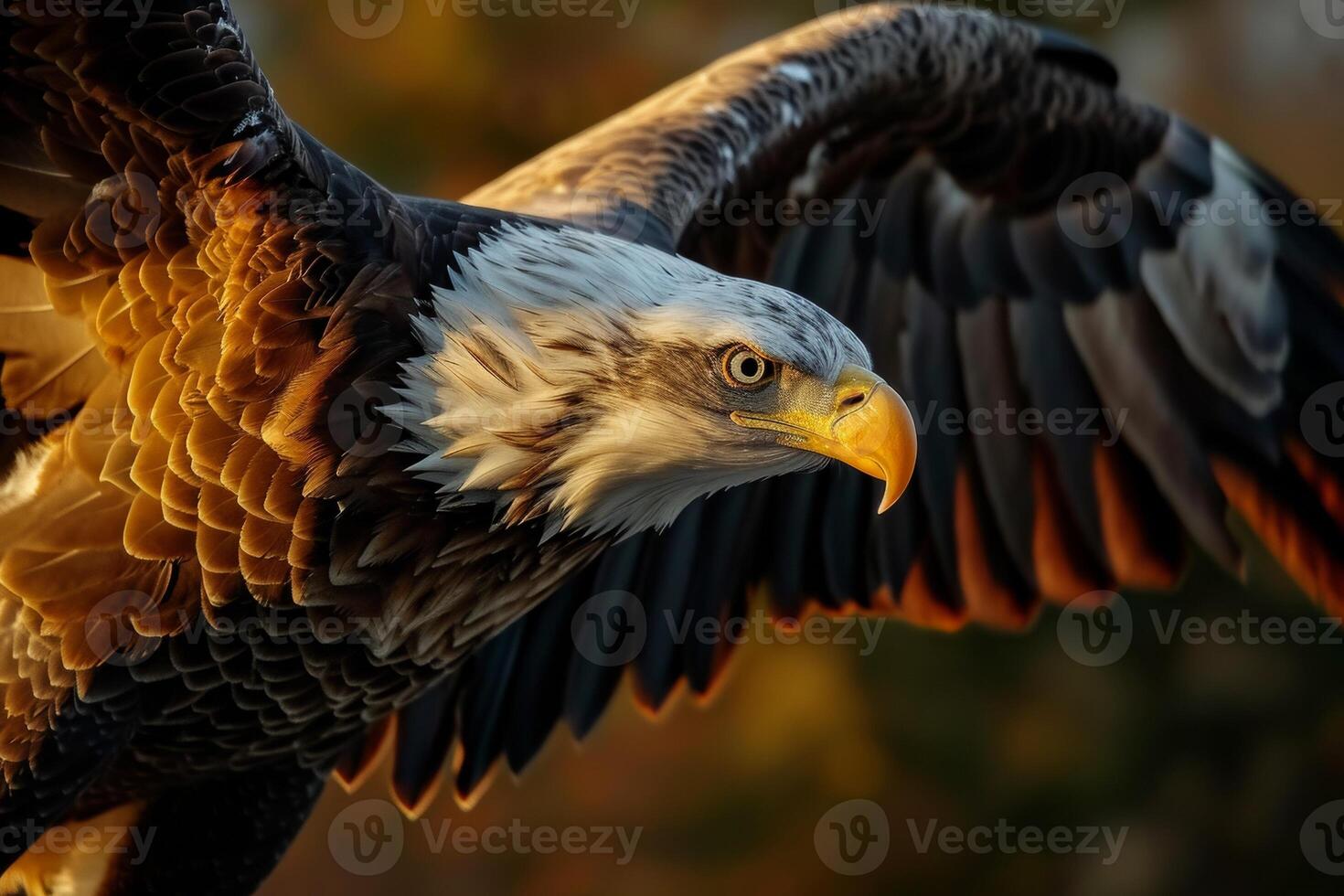 Bald Eagle Bird flying in the forest photo