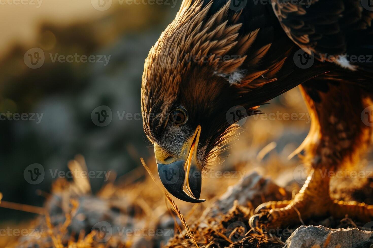 Black Eagle eating on the rooted in the forest photo