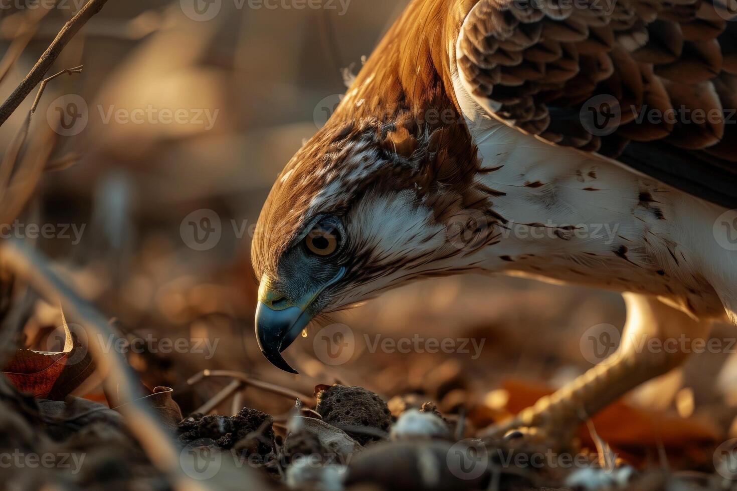 Short-toed snake Eagle bird eating on the rooted in the forest photo