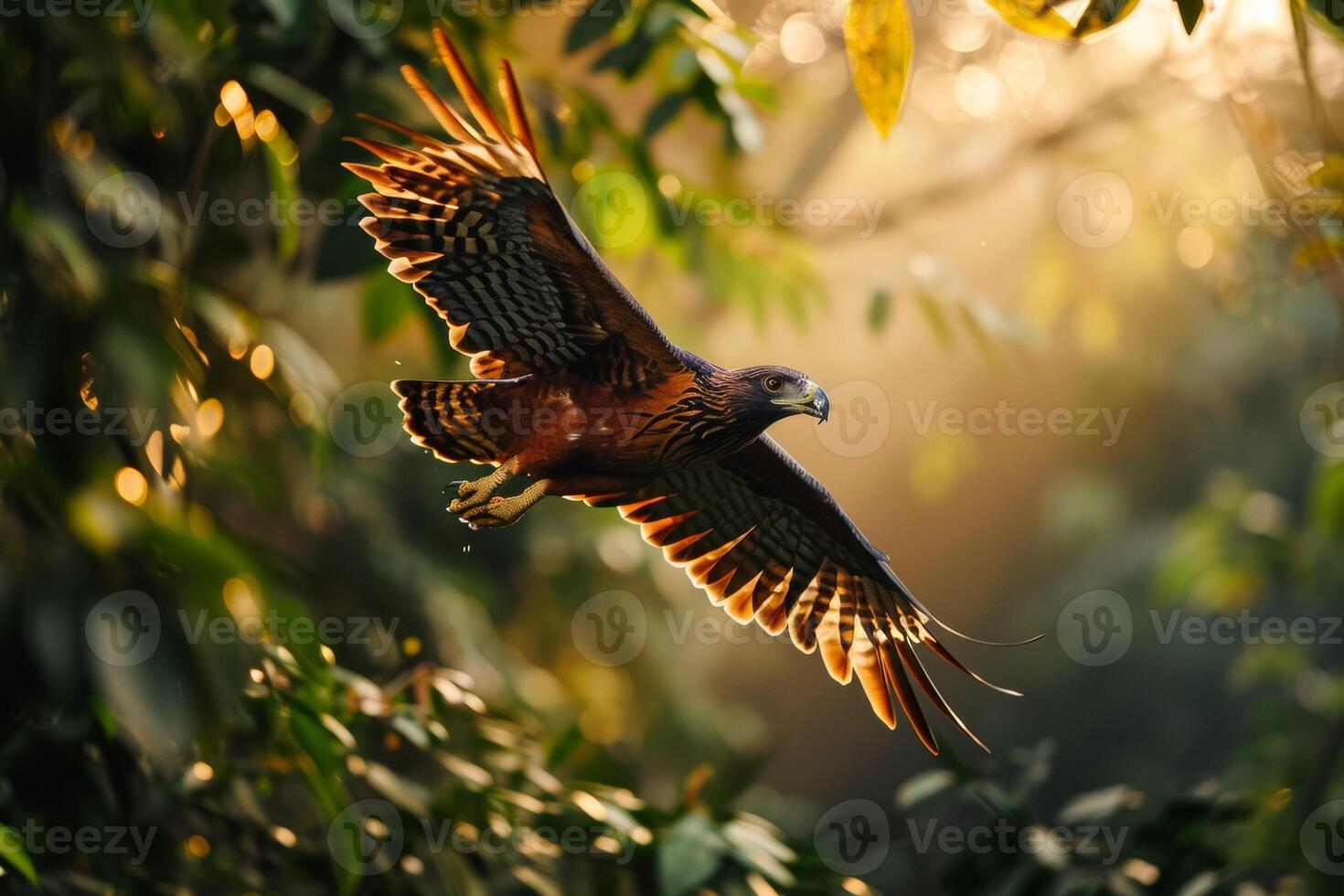 Serpent Eagle bird flying in the forest photo