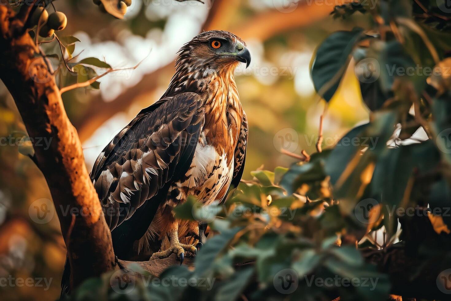 Crested Hawk Eagle Bird standing on the twigs in the forest photo
