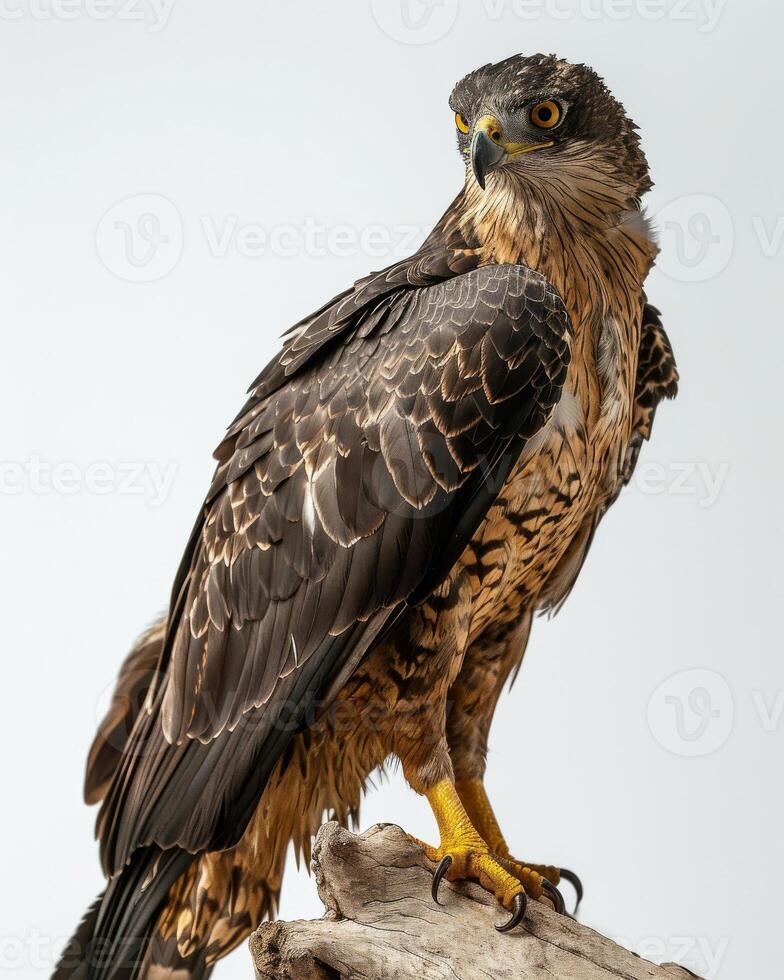 serpiente águila pájaro en pie en el arraigado en estudio aislado en blanco antecedentes foto