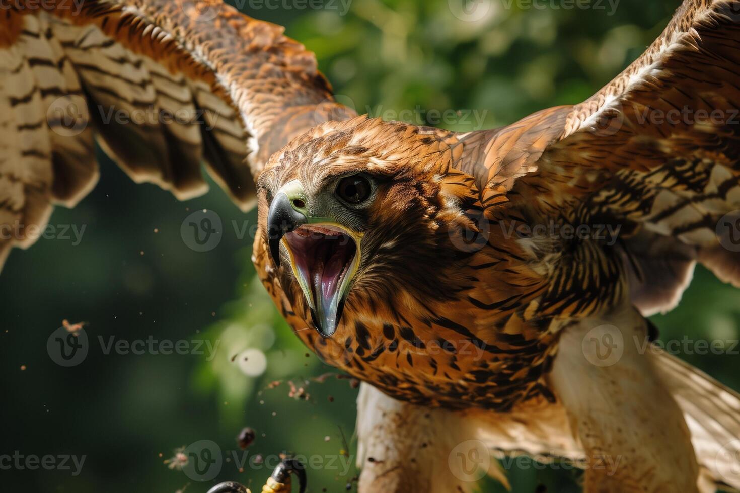 Crested Hawk Eagle bird flying in the forest photo