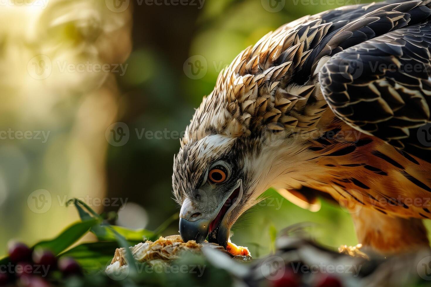 Crested Hawk Eagle bird eating on the rooted in the forest photo