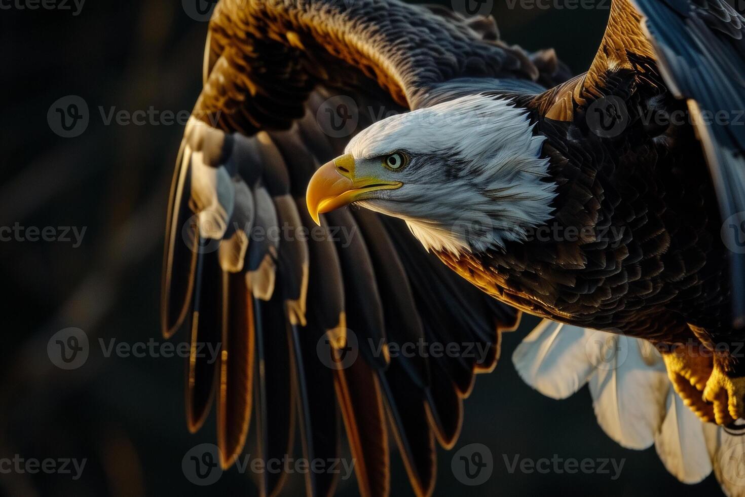 Bald Eagle Bird flying in the forest photo